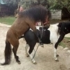Pony Troyano